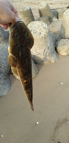 コチの釣果