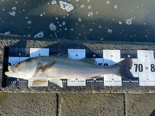 シーバスの釣果