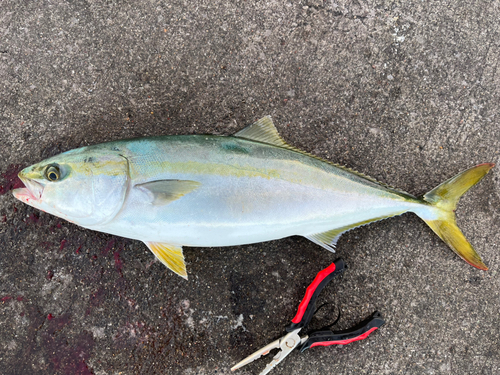 イナダの釣果