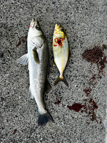 ショゴの釣果