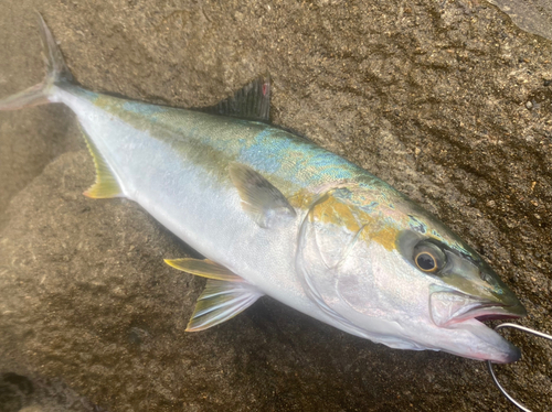 ヒラマサの釣果