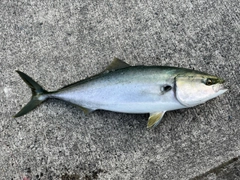 ハマチの釣果