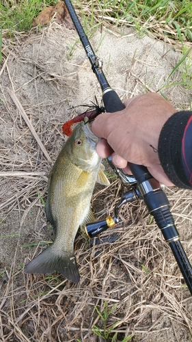 スモールマウスバスの釣果