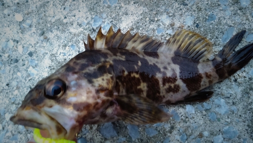 タケノコメバルの釣果