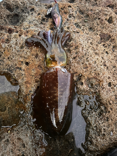 アオリイカの釣果