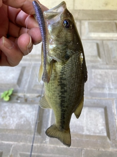 ラージマウスバスの釣果