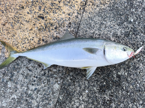 メジロの釣果