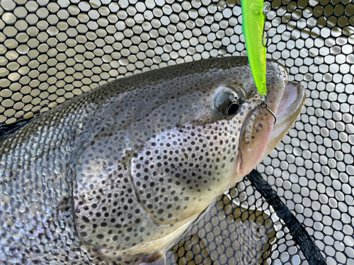 イトウの釣果