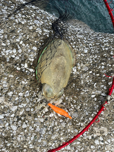 コウイカの釣果