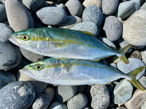 ツバイソの釣果