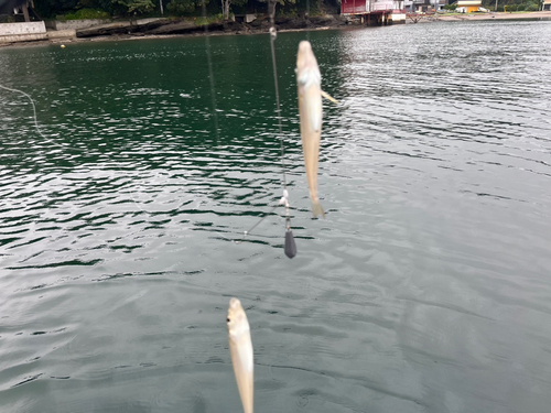 シロギスの釣果