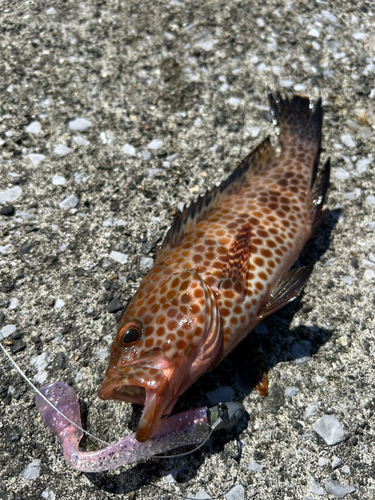 オオモンハタの釣果