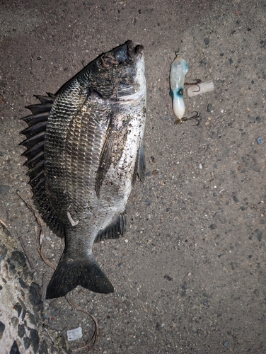 チヌの釣果