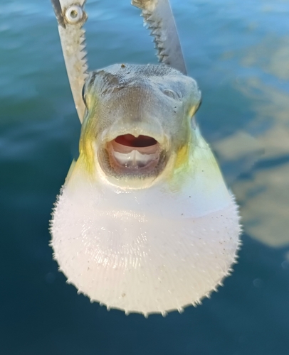 マアジの釣果