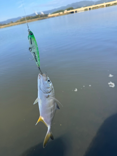 ヒラアジの釣果