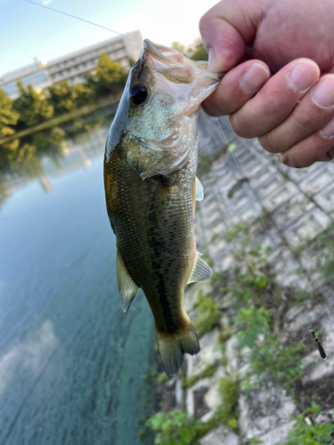 ラージマウスバスの釣果