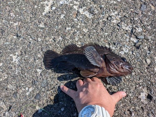 ムラソイの釣果