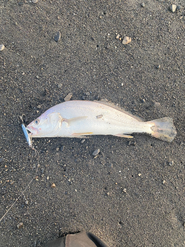 ニベの釣果