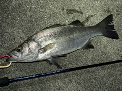 セイゴ（ヒラスズキ）の釣果