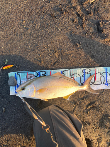 ショゴの釣果