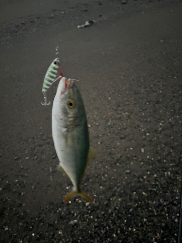 シオの釣果