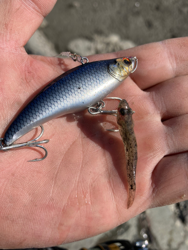 ハゼの釣果