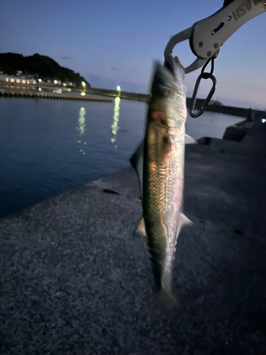 サゴシの釣果