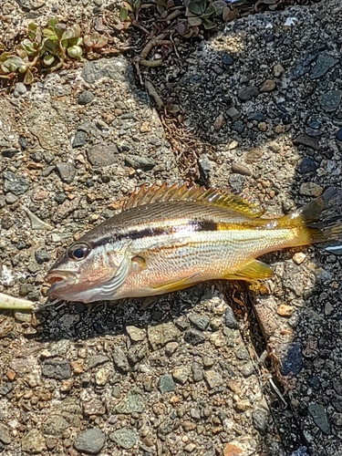 ヨコスジフエダイの釣果