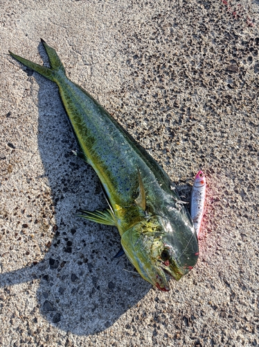 シイラの釣果