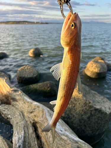 エソの釣果