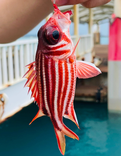 アヤメエビスの釣果