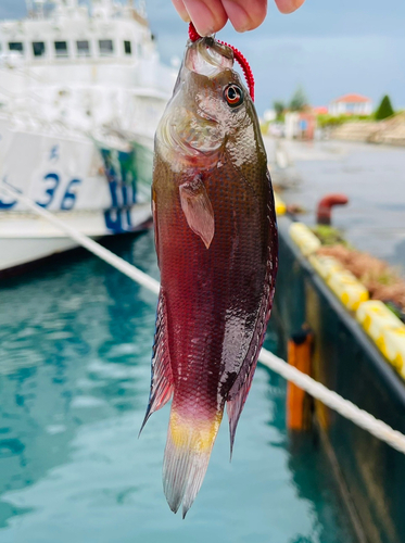 メギスの釣果