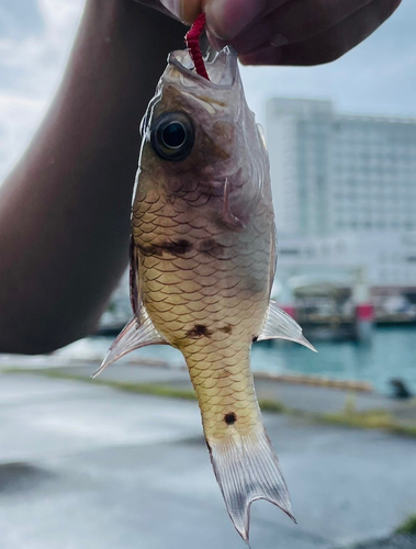 イシモチの釣果