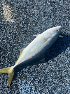 ヤズの釣果