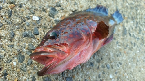 キジハタの釣果