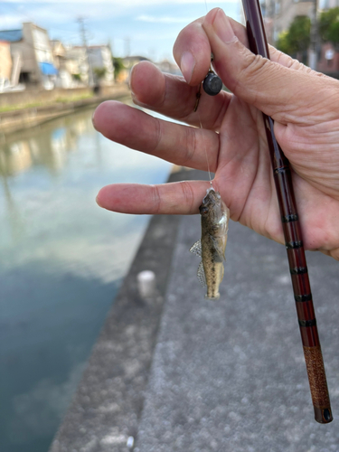 マハゼの釣果