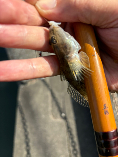 マハゼの釣果