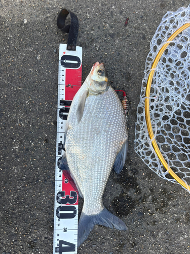 ダントウボウの釣果