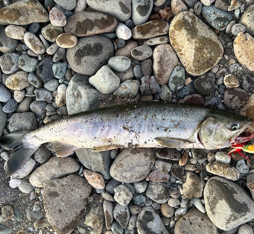 サケの釣果