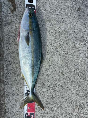 ハマチの釣果