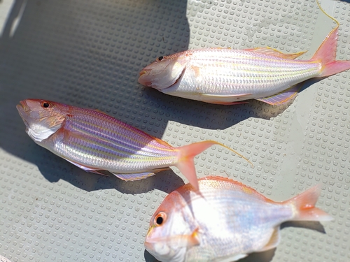 イトヨリダイの釣果