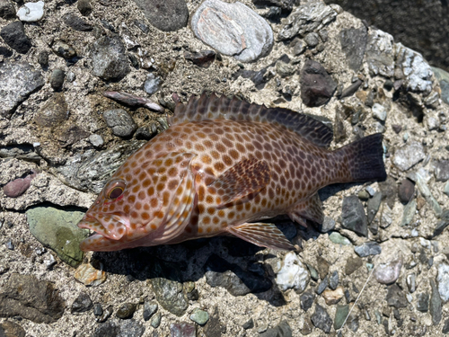 オオモンハタの釣果