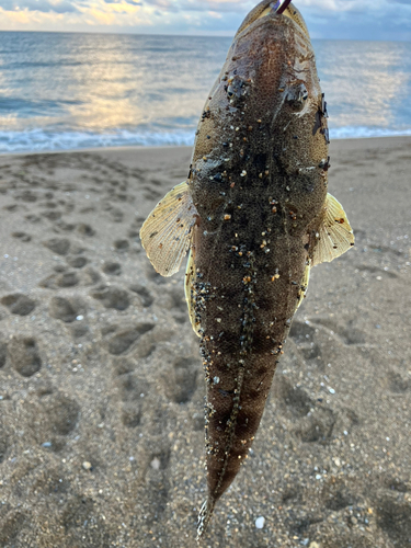 ワカシの釣果