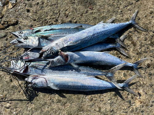 サゴシの釣果