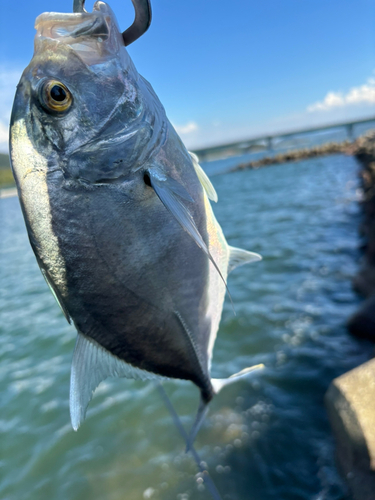 メッキの釣果