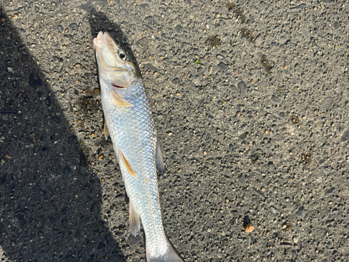 ニゴイの釣果