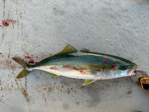 イナダの釣果