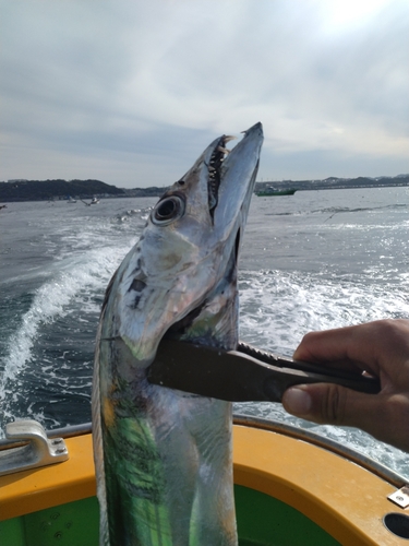 タチウオの釣果