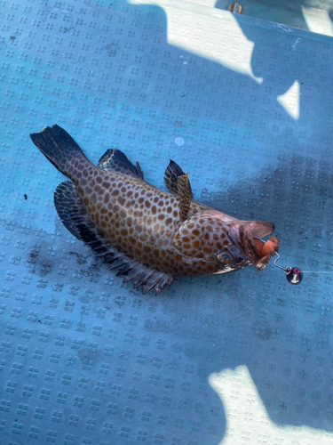 オオモンハタの釣果