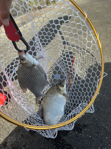 ダントウボウの釣果